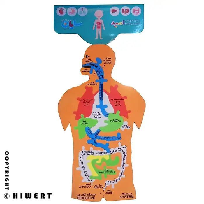 پازل آموزشی اعضای بدن انسان مدل امید با قطعات فومی دوزبانه فارسی انگلیسی جهت یادگیری آناتومی در های ورت